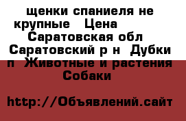 щенки спаниеля не крупные › Цена ­ 5 000 - Саратовская обл., Саратовский р-н, Дубки п. Животные и растения » Собаки   